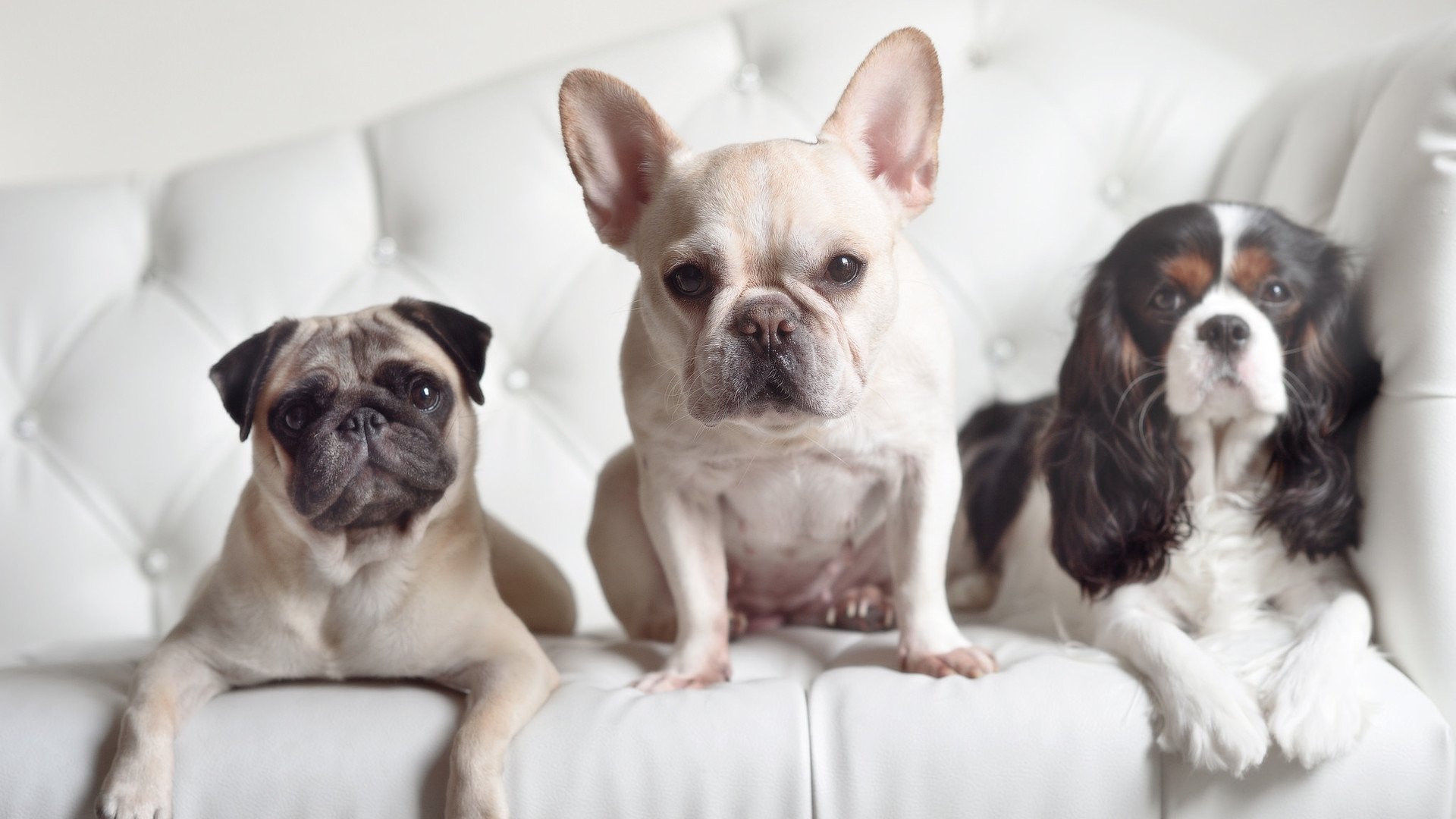 爱游戏app下载-“英超争冠进入终点线，谁能笑到最后？”，英超规则怎么夺冠