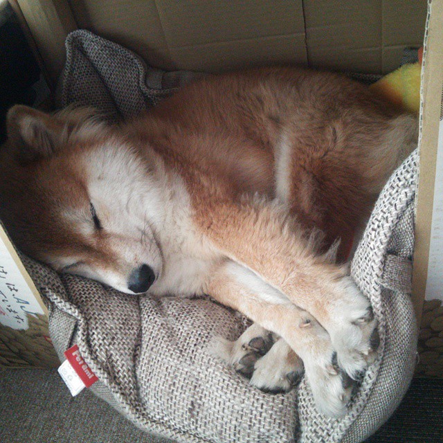 意甲精彩表现,教练点评球队状态,意甲队伍