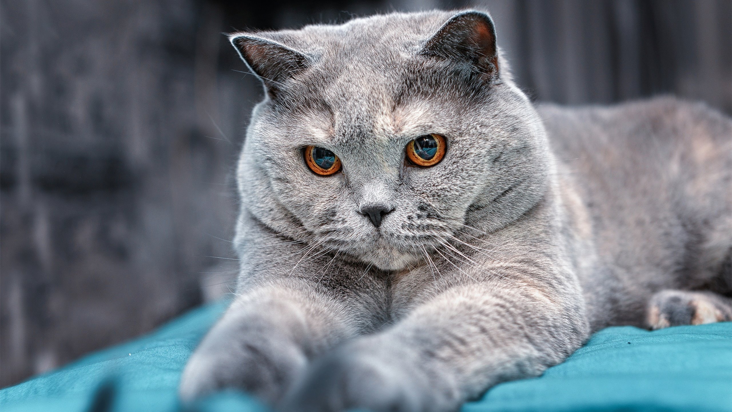 未来“足球天王”之路:新秀崭露头角,未来足球新星