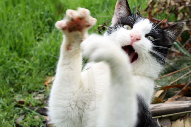 爱游戏在线登录入口-瑞士队后卫佩雷斯在巴黎奥运会上表现出色，ufc佩雷斯