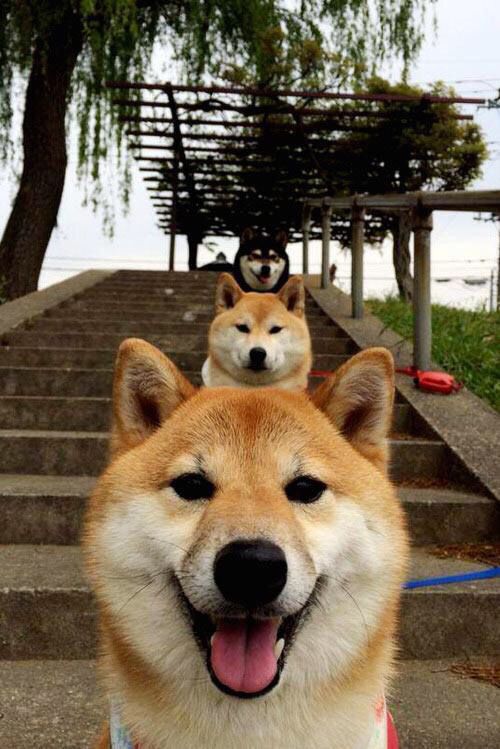 AIYOUXI.COM-篮下争夺战，钢铁狼蒂伊总能在关键时刻封盖对手！，钢铁狼的爪子怎么叠