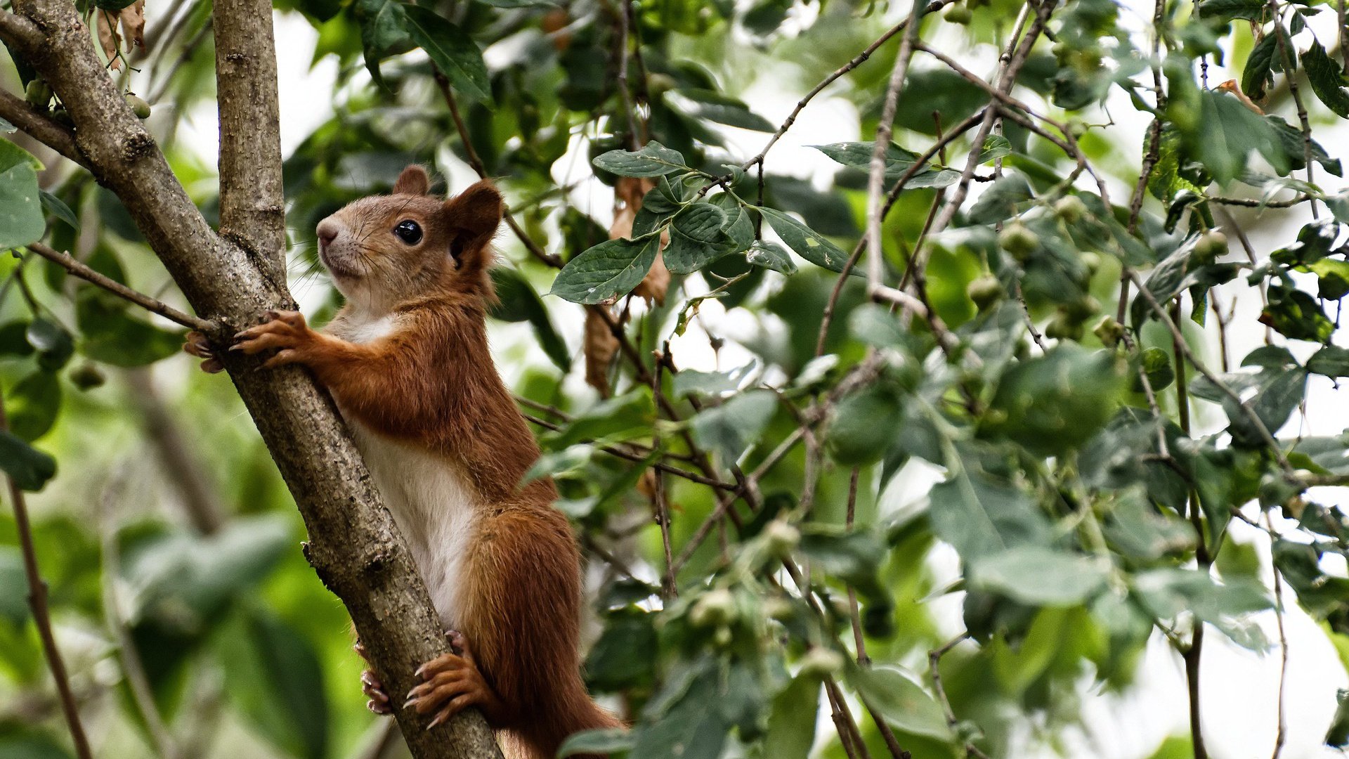爱游戏体育-青少年足球比赛“走出校园”，激发全民参与热情，青少年足球比赛方案