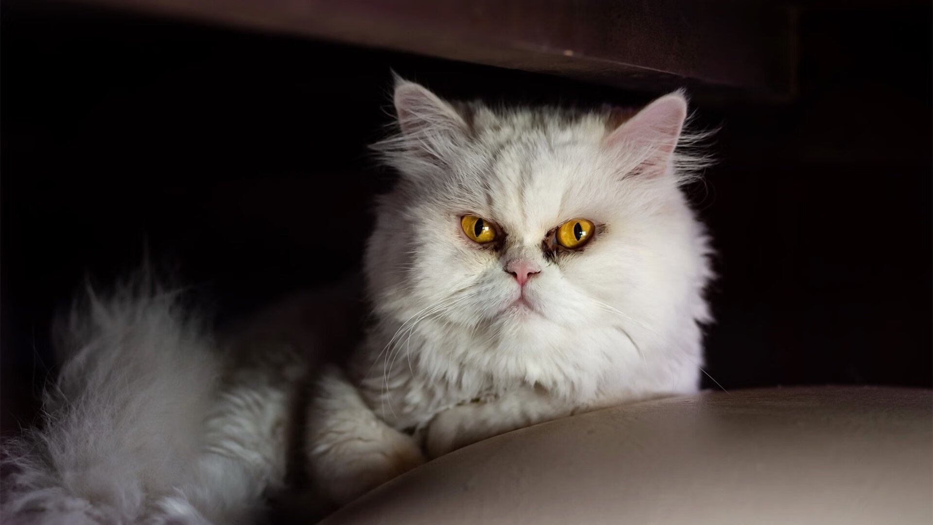 CBA球队青年球员培养,cba球队青年球员培养计划表