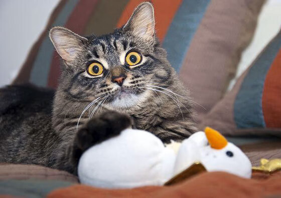 CBA联赛俱乐部运营管理,cba运营公司