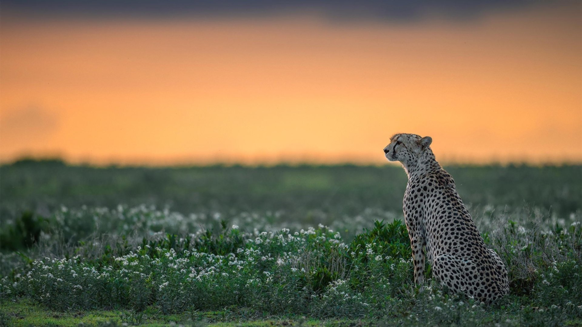 AYX体育官网-反击之战：尼日利亚与阿尔及利亚交锋，尼日利亚vs阿尔及利亚