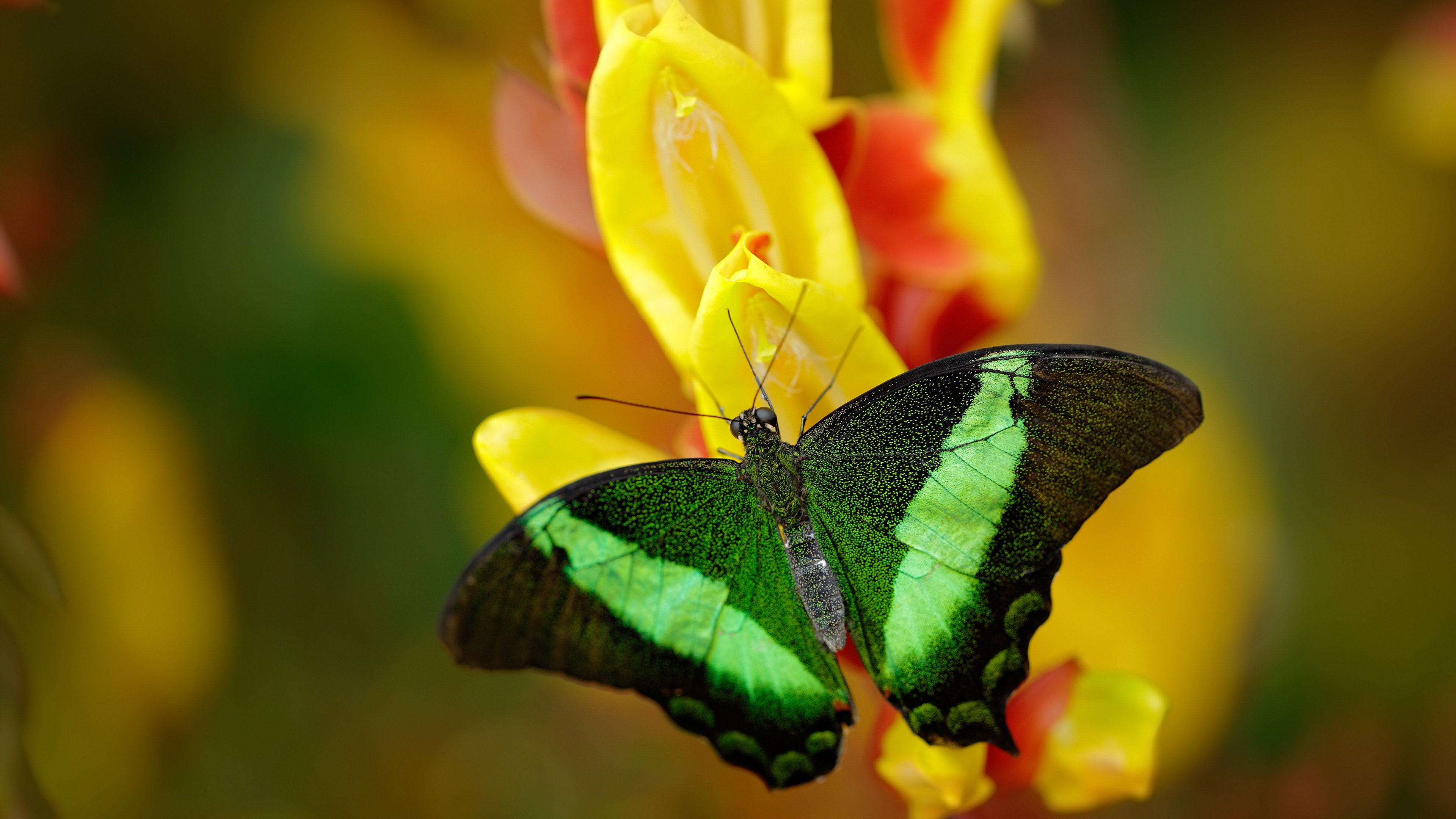 AYX GAME-曼城客场出击诺维奇，能否继续连胜？，曼城客场出击诺维奇,能否继续连胜