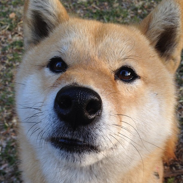 爱游戏官方-热刺1-0曼联，赛季三杀红魔，热刺1-2惜败曼联