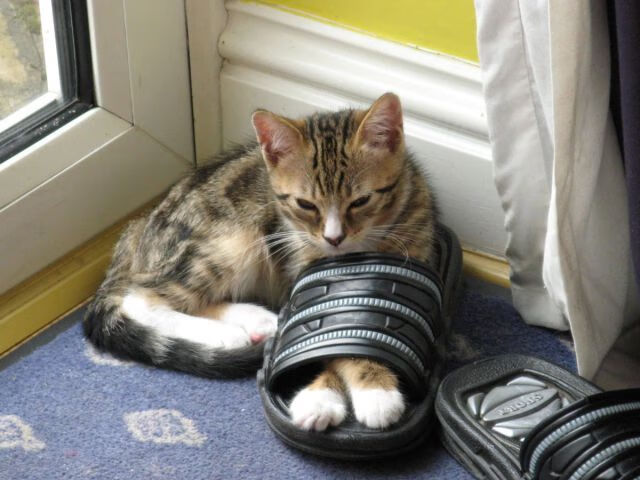 AYX官网-芬兰队在比赛场上斩获关键胜利，晋级成功，芬兰近期比赛战绩