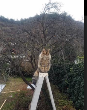 里尔战胜圣埃蒂安,豪取三分缩小与领头羊的差距,里尔vsac