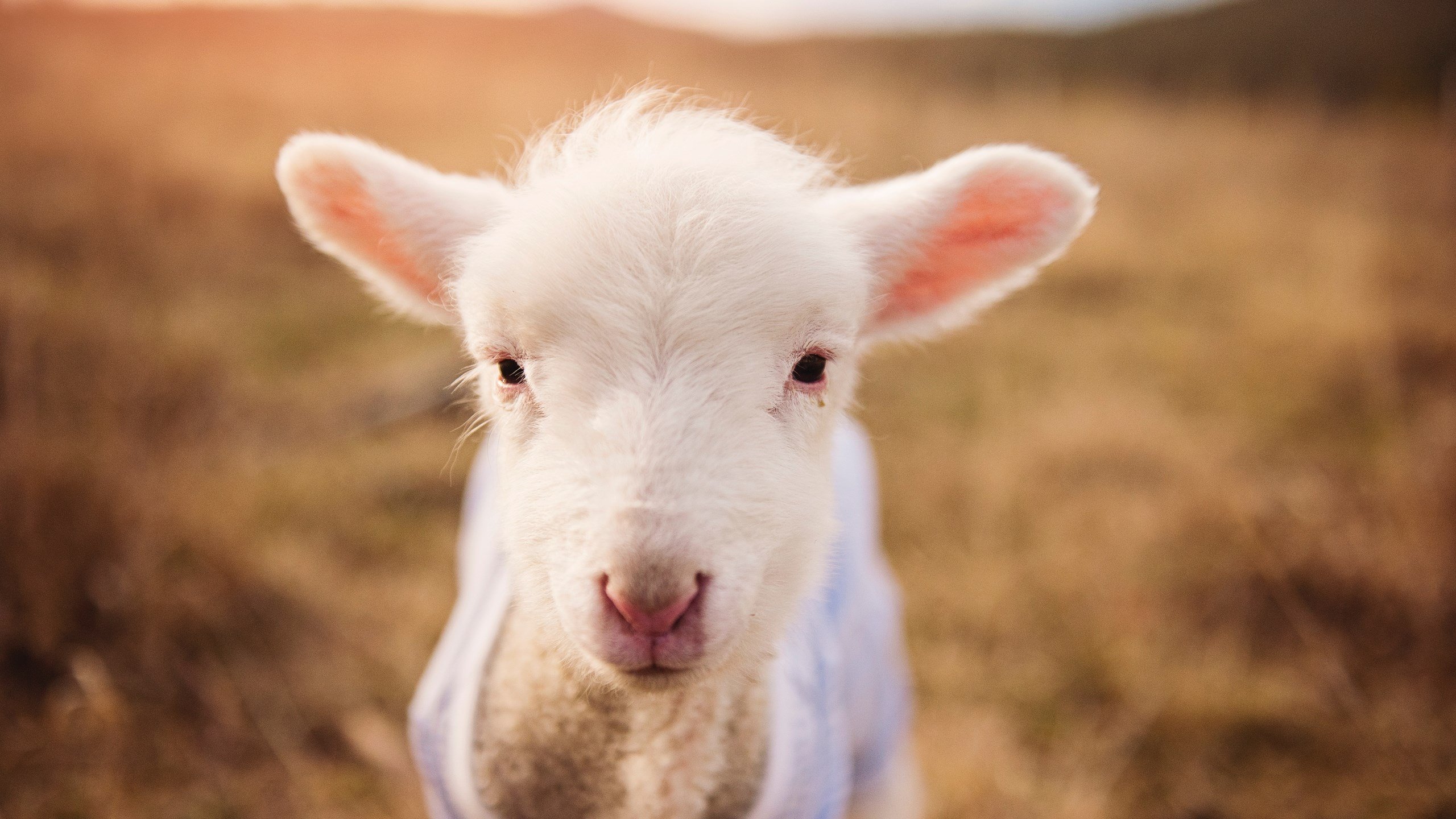 英超球队体能监测技术辅助个性化训练调整实践，英超身体素质最好的球员