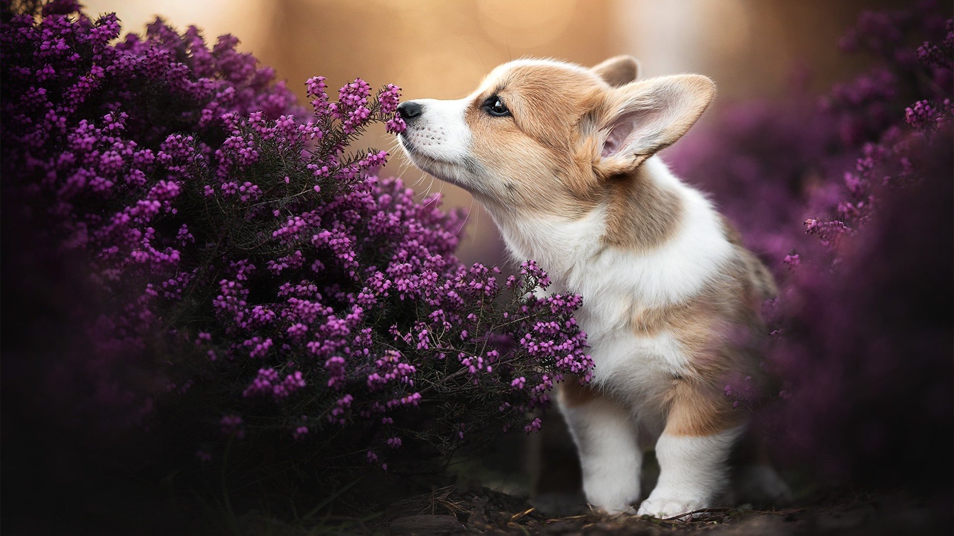 “沙滩手球在天府新区赛场精彩亮相,运动员拼尽全力”