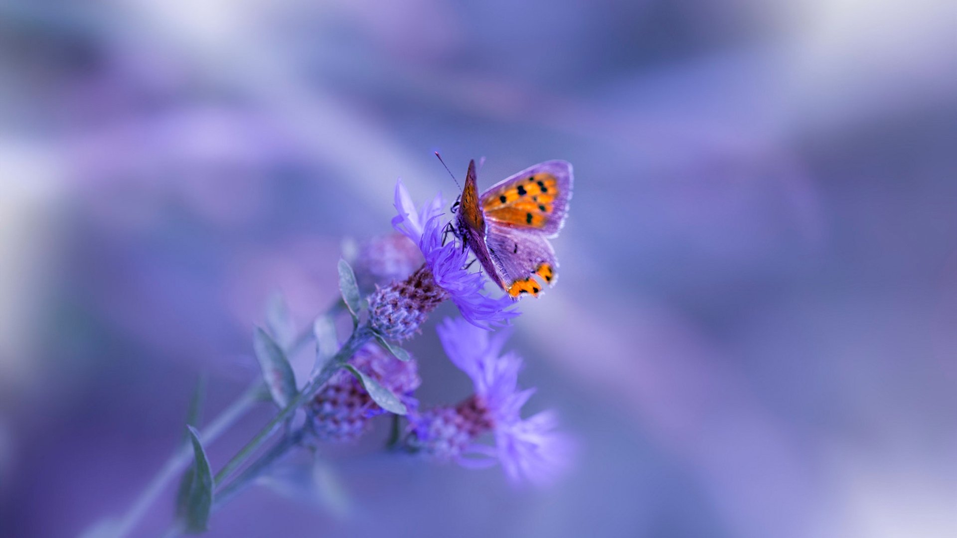 足球青训跨区域交流营激发潜力选手涌现,足球青训城市