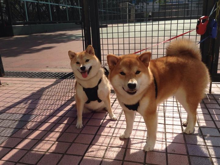 中国足球职业联赛优化球队临场指挥沟通工具,足球队伍比赛