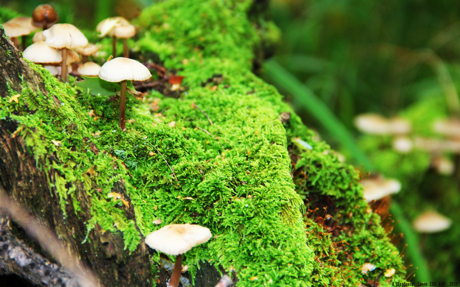 爱游戏体育官方网站-巴西天才少年成转会焦点，多队报价竞争，巴西天才球员为什么越来越少