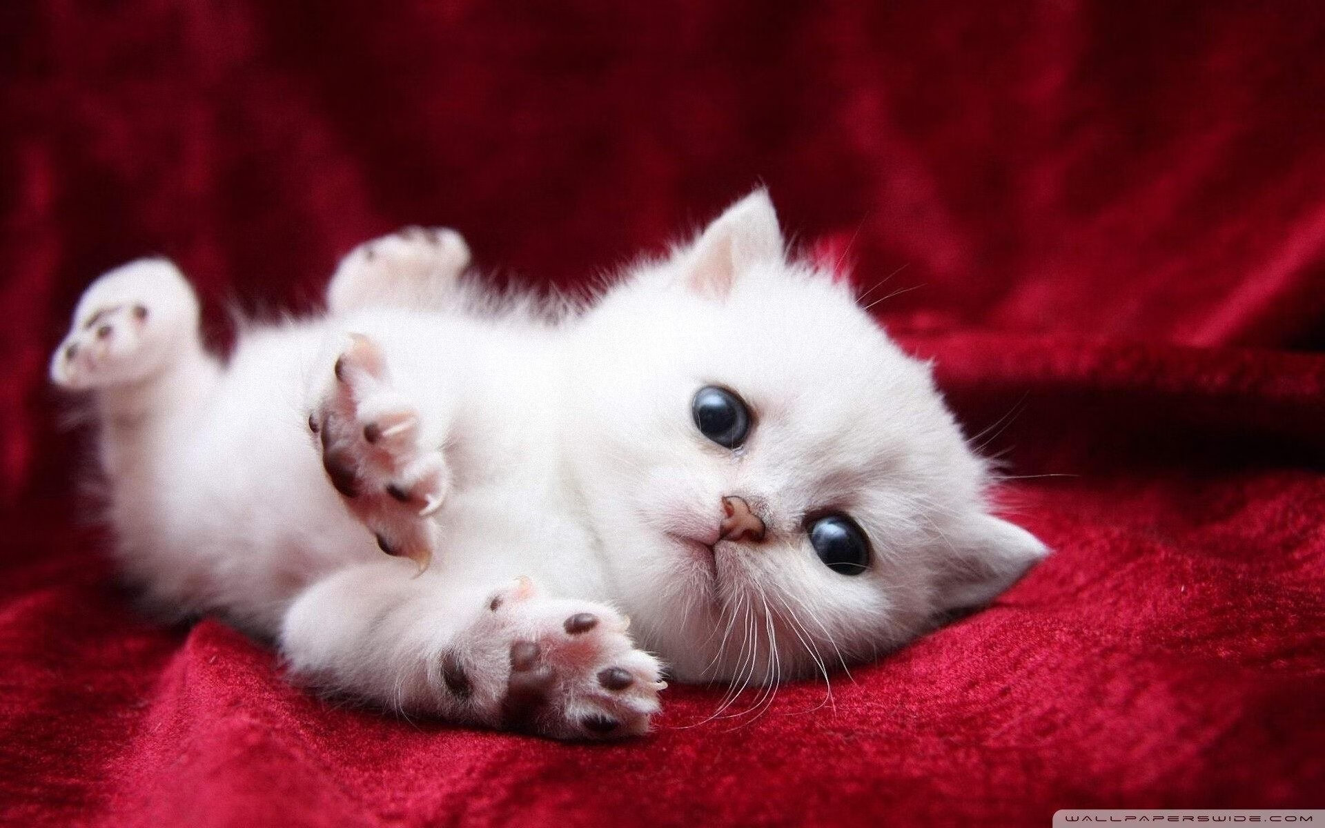 -法国混合接力赛场表现引发热议，法国乒乓混双是谁